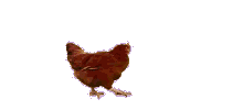 http://www.valuablecontent.co.uk/wp-content/uploads/2014/02/chicken-ani.gif